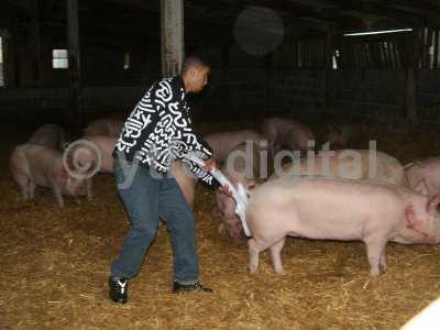 Leon pigs 112